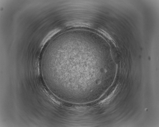 X0000067500782200604101229