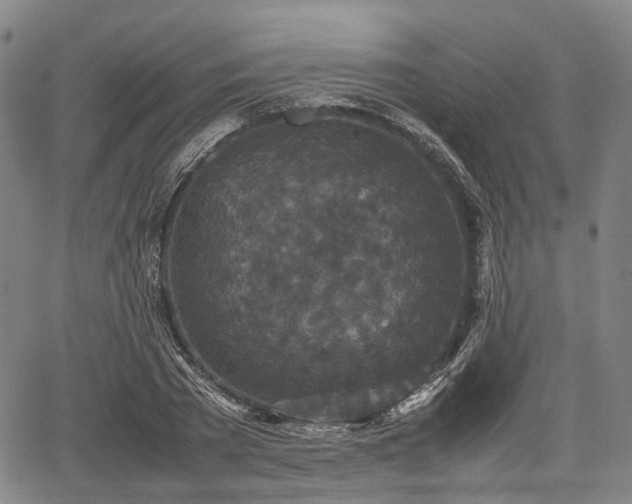 X0000067500785200604101229