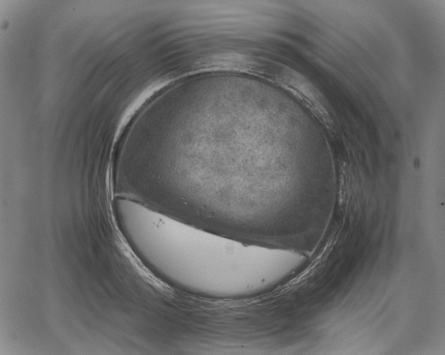 X0000067500796200604101229