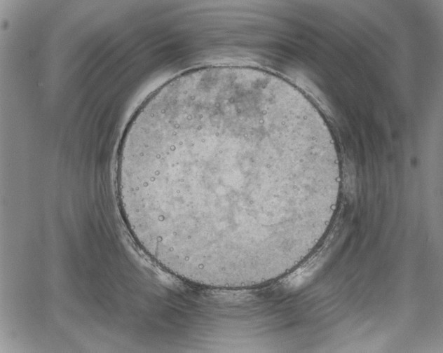 X0000067500856200604101229