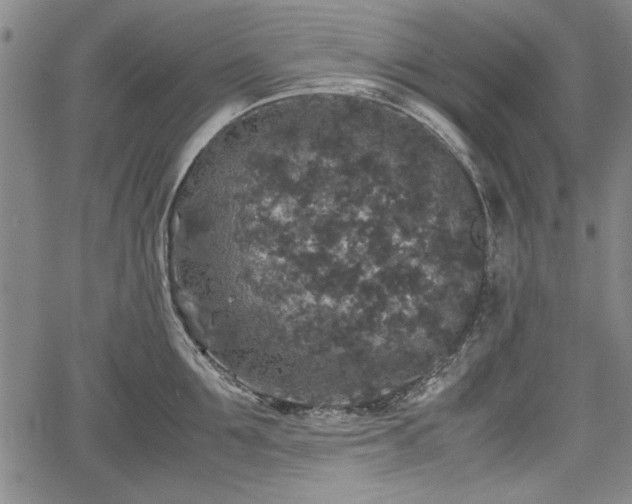 X0000067500907200604101227