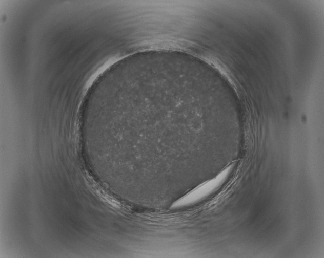 X0000067500975200604101226