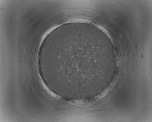 X0000067500995200604101226