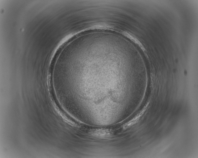 X0000067501029200604101225