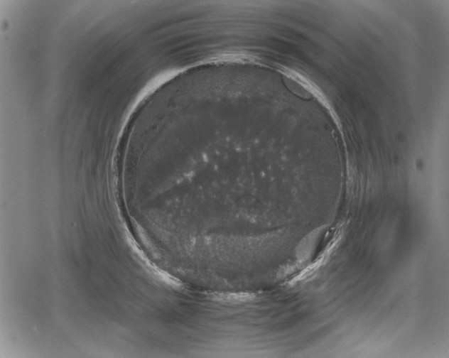 X0000067501045200604101225