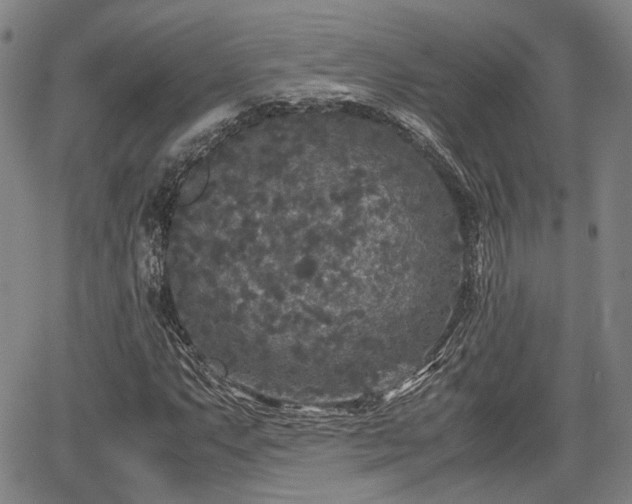 X0000067501063200604101225