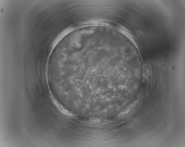 X0000067501098200604101224