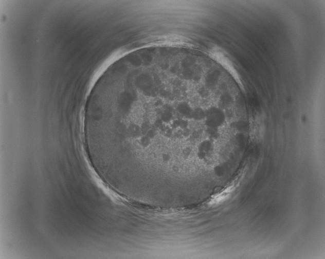 X0000067501099200604101224