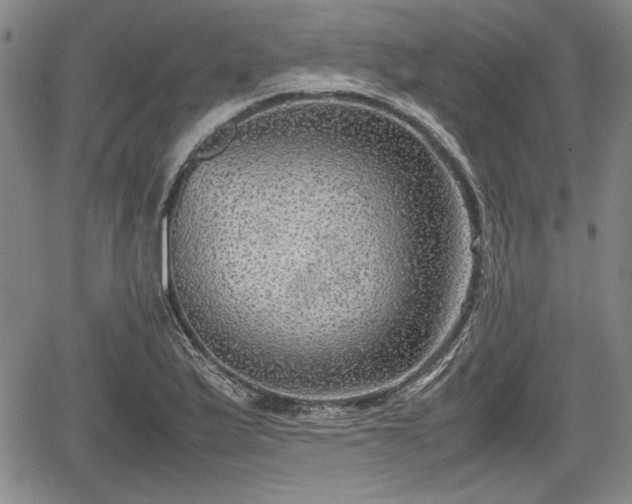 X0000067501175200604101223