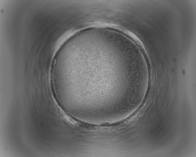 X0000067501183200604101223