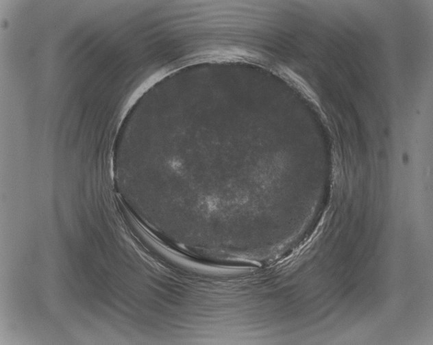 X0000067501226200604101222