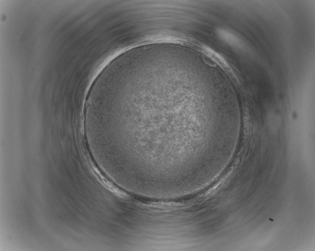 X0000067501236200604101222