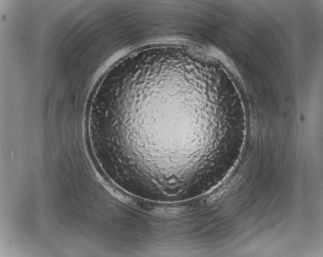 X0000067501237200604101222