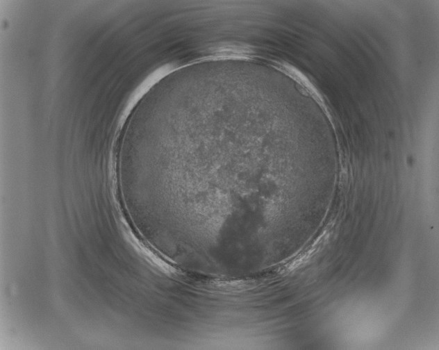 X0000067501243200604101222