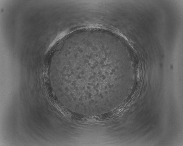 X0000067501255200604101222