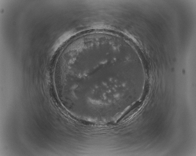 X0000067501263200604101221