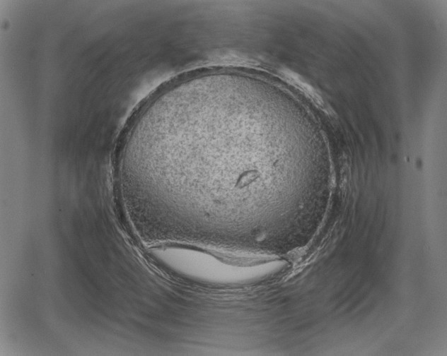 X0000067501264200604101221