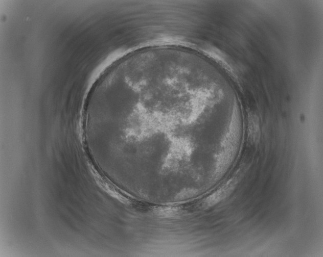 X0000067501278200604101221