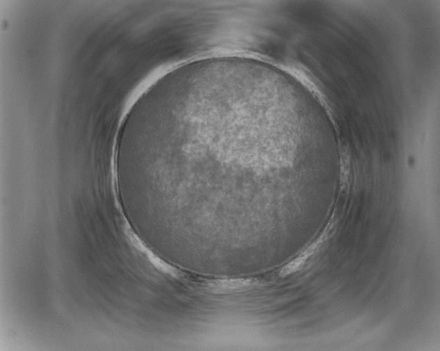 X0000067501294200604101221