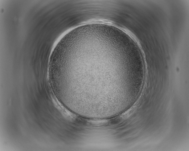 X0000067501296200604101221