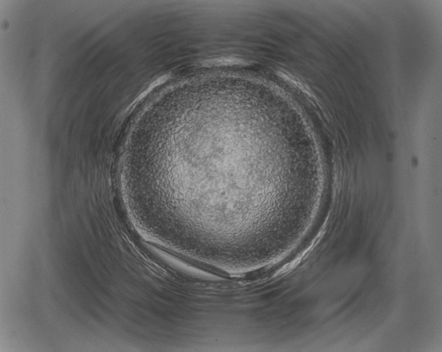 X0000067501305200604101220