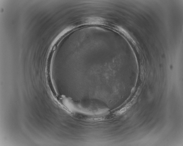 X0000067501331200604101221