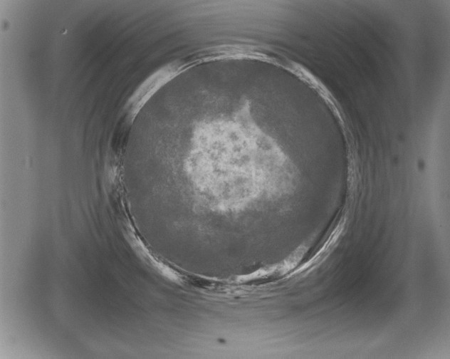 X0000067501385200604101219