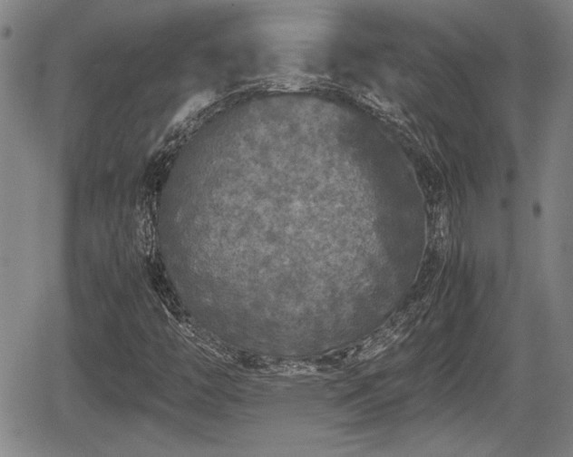 X0000067501446200604101218