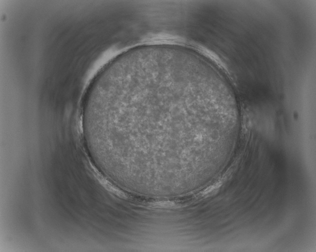 X0000067501462200604101218