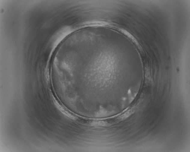 X0000067501466200604101218