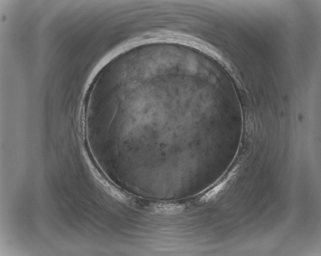 X0000067501522200604101218