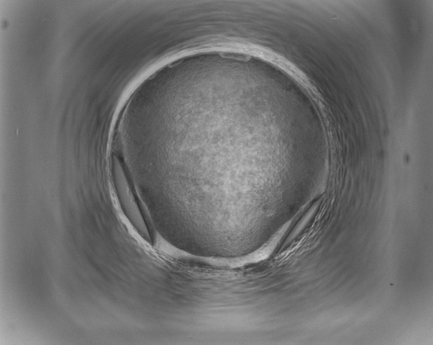 X0000067501536200604101218