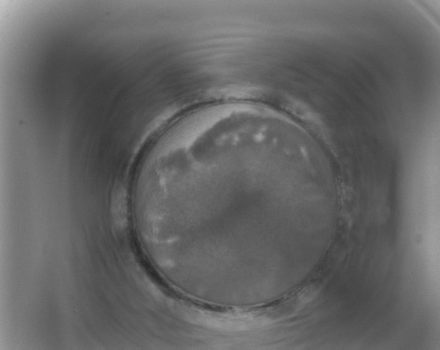 X0000067500012200604150119