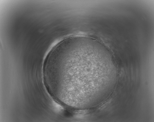 X0000067500102200604150118