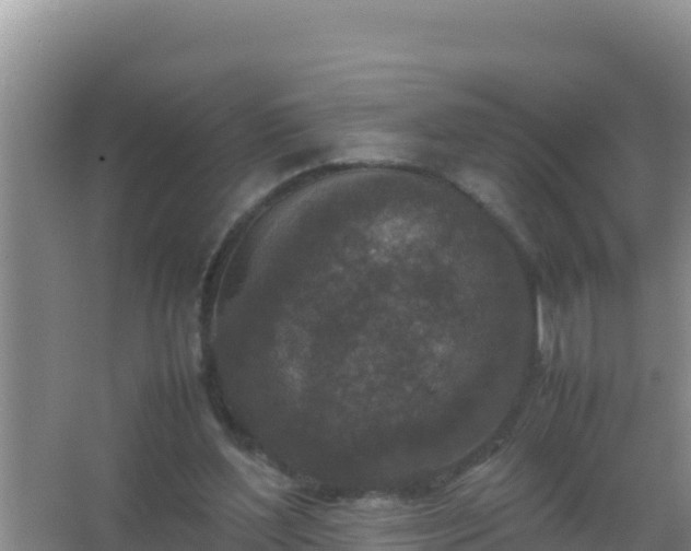 X0000067500204200604150116