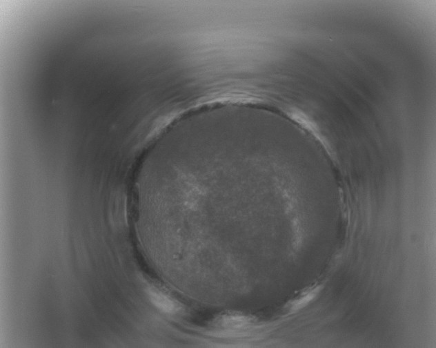 X0000067500205200604150116