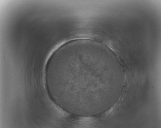 X0000067500342200604150113