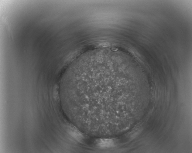 X0000067500361200604150113