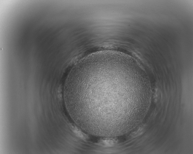 X0000067500466200604150112