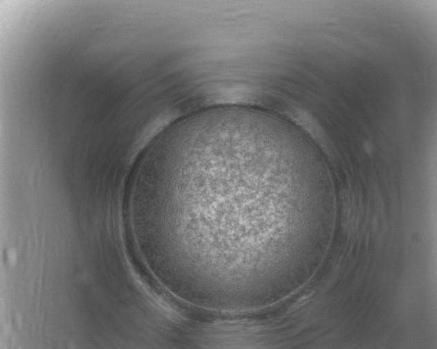 X0000067500482200604150111