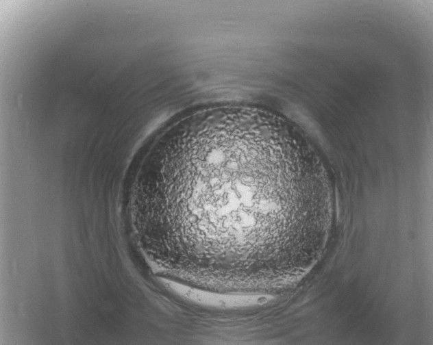 X0000067500483200604150111