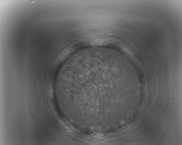 X0000067500687200604150108