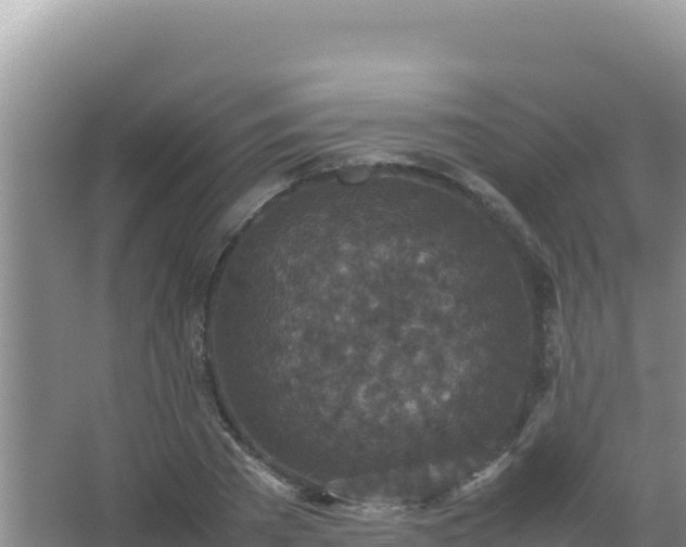 X0000067500785200604150106