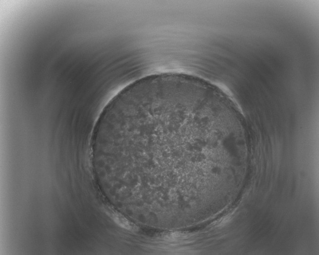 X0000067500879200604150105