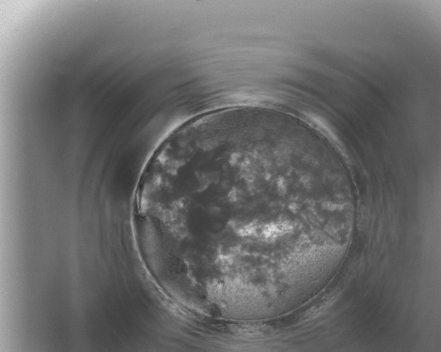 X0000067500899200604150104