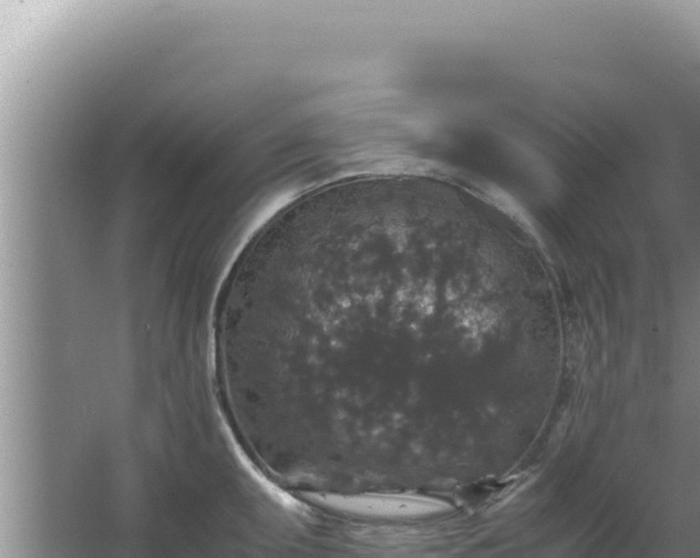 X0000067501095200604150101