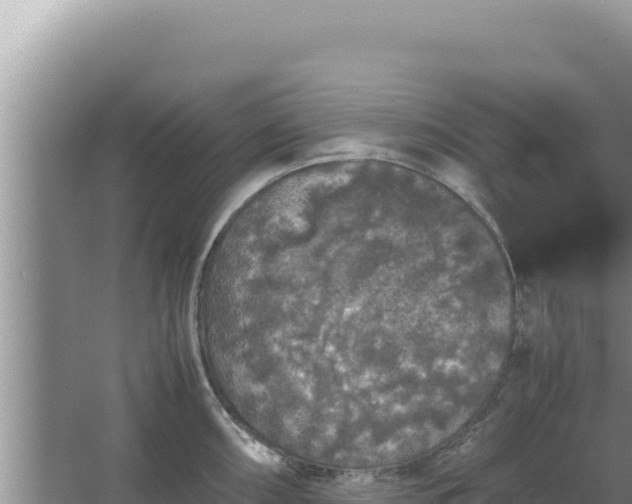 X0000067501098200604150101