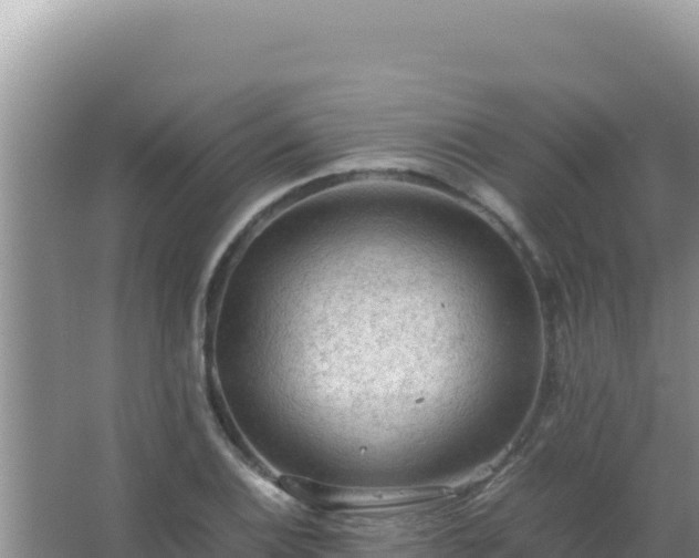 X0000067501124200604150100