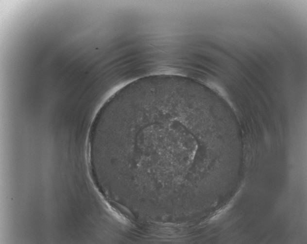 X0000067501125200604150100