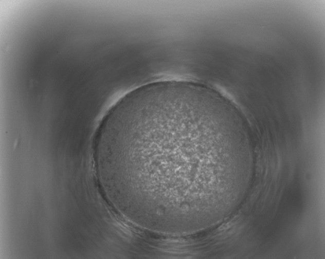 X0000067501215200604150059